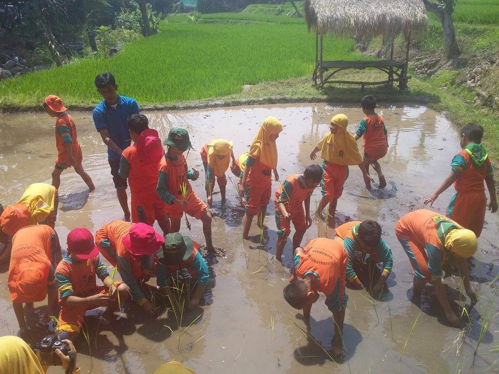 Tanam Padi ke Sawah, Siswi: Seperti ini, Proses Sebelum Jadi Nasi