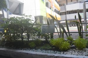 Penghijauan Sekolahku